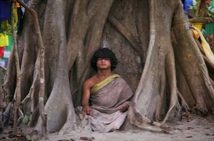 buddhism mogi tree